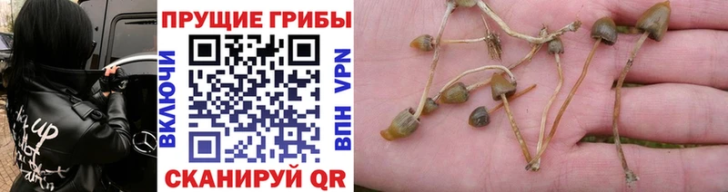 Галлюциногенные грибы MAGIC MUSHROOMS  Верхняя Пышма 
